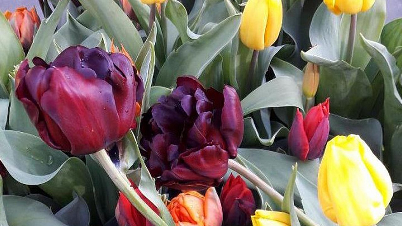 Главная картинка новости: 8 Марта в Челнах: где бесплатно поздравят челнинок