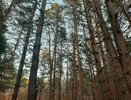 В Челнах фотограф оставила под деревом рюкзак