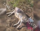 В Татарстане бродячие собаки загрызли стадо овец 