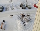 «Бегают днем и ночью, страшно куда-либо ходить, тем более с детьми!»
