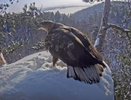 У самки орлана из нацпарка "Нижняя Кама" появился новый ухажер
