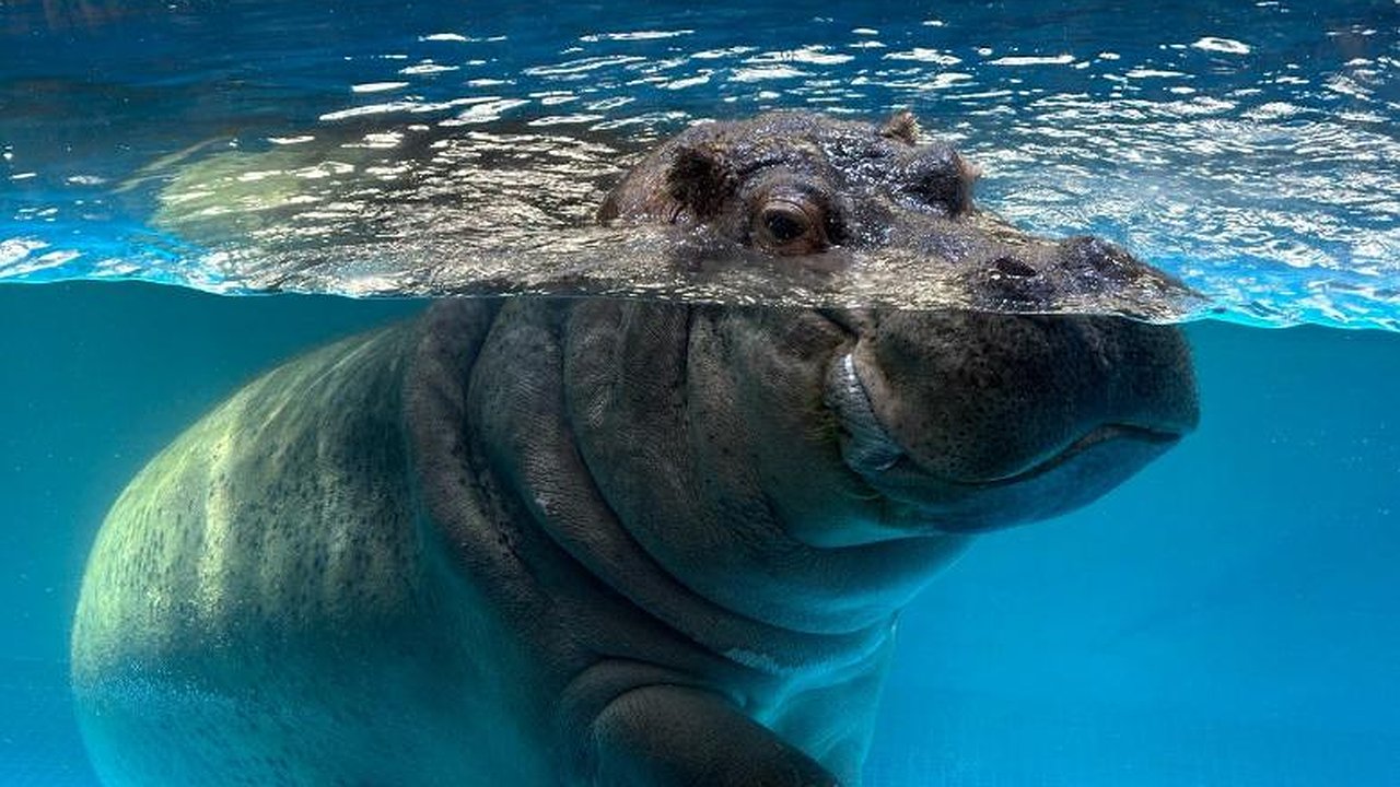 Главная картинка новости: Бегемотиха Захарья из зооботсада Казани номинирована на международную премию