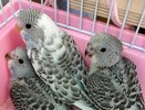 Птенцы попугаев из Органного зала Челнов оказались необычного окраса (фото)