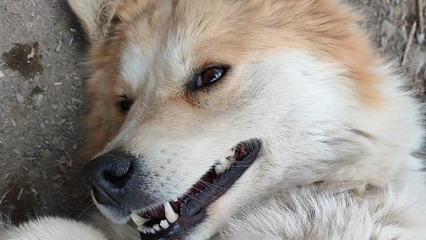 Главная картинка новости: Собаководы Челнов могут чипировать питомцев в своих дворах (график)