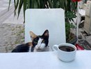 Каждый третий любитель кофе в Челнах предпочитает латте 