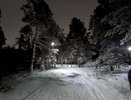 В Татарстане за незаконную вырубку елок будут штрафовать до 300 тыс. рублей