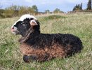 В память о великой жертве: в Челнах отметят Курбан-байрам
