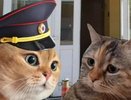 В МВД записали ролик с мемными котами, чтобы предупредить о мошенниках (видео)