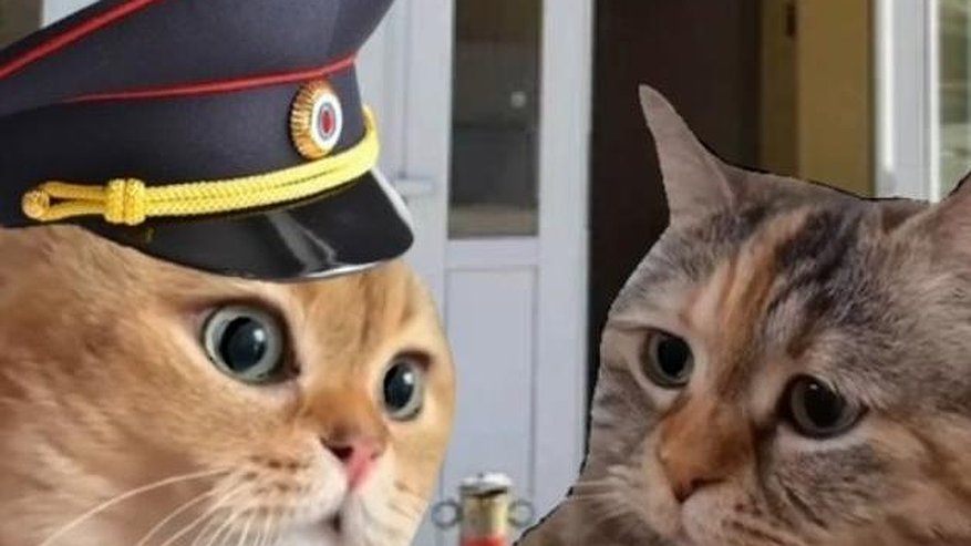 Главная картинка новости: В МВД записали ролик с мемными котами, чтобы предупредить о мошенниках (видео)