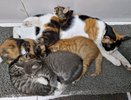 Снизить рождаемость: как стерилизация сохраняет здоровье животных 