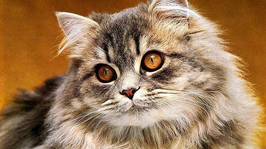 Главная картинка новости: Столица Татарстана – самый «кошколюбивый» город