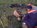Спасатели помогли теленку в Челнах
