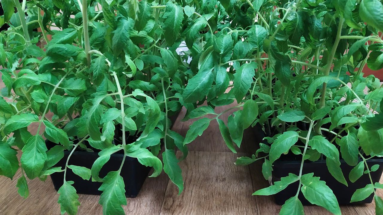 Главная картинка новости: Лишенник из Челнов отвез рассаду и оштрафован на 50 тыс. рублей