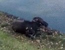 В Татарстане спасли тонущего лосенка (видео)