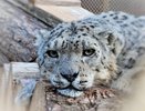 Минниханов напомнил о Дне снежного барса: «На обед будут угощения» 