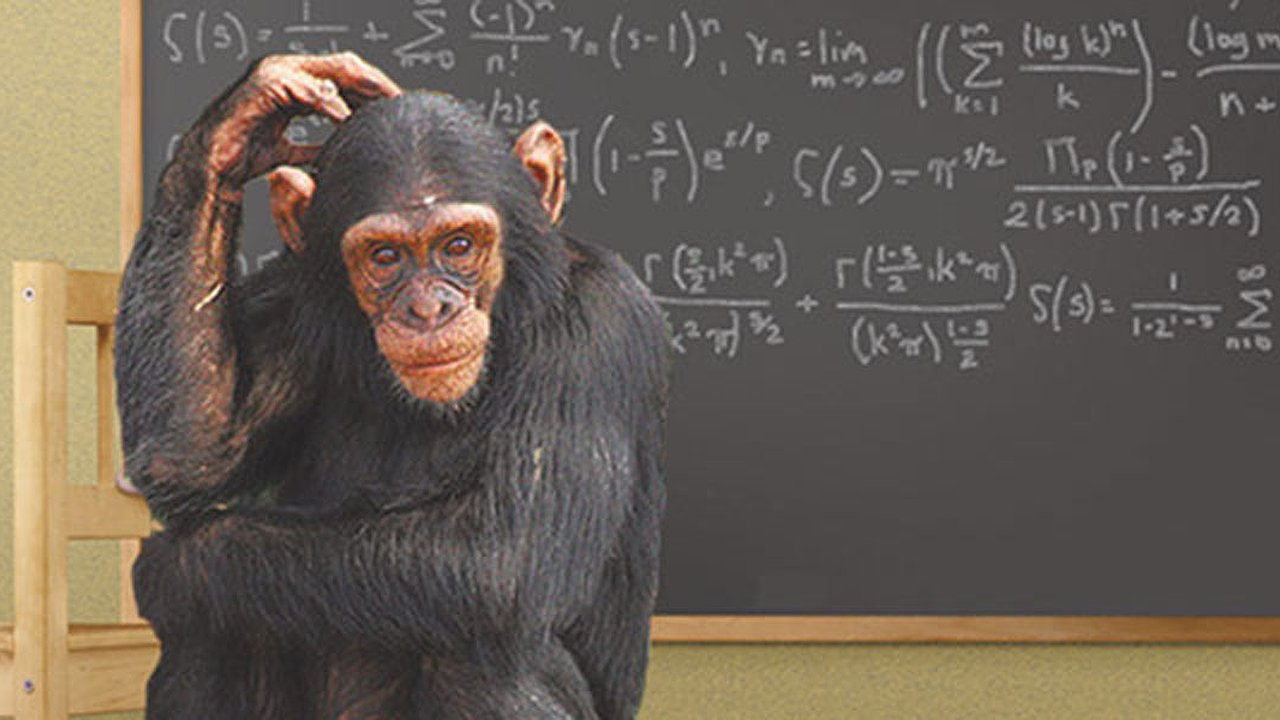 Главная картинка новости: Это интересно: появился перечень животных, которые умеют считать