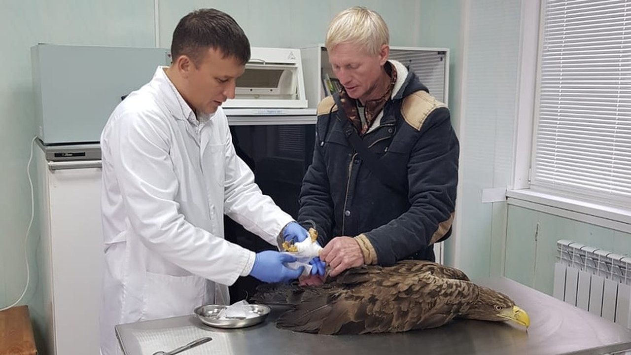 Главная картинка новости: Об орланах и не только...