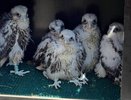 В минэкологии РТ показали птенцов сокола-балобана – они проходят адаптацию в дикой природе