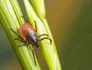 Челнинцы стали чаще жаловаться на укусы клещей