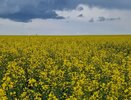 Минсельхозпрод РТ: 187 тыс. тонн зерна намолочено в Татарстане