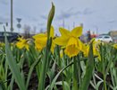 На клумбах Челнов начали расцветать первые цветы (фото)