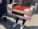 В Челнах бесплатно раздают ящиками клубнику – собралась огромная очередь (фото)