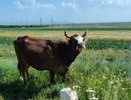 Глава минсельхозпрода РТ: «86% доильного оборудования в Татарстане – импортные»