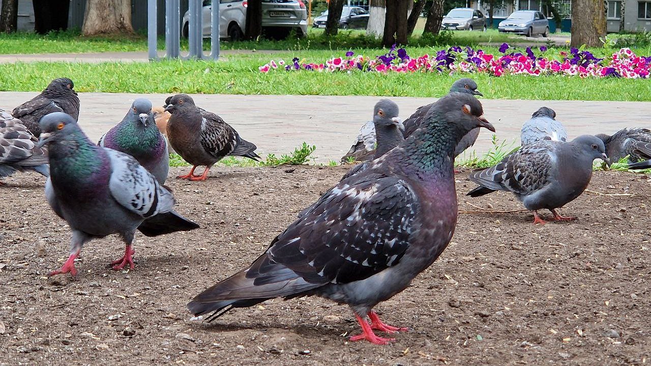 Главная картинка новости: Минздрав РТ: Лихорадку Западного Нила в Татарстан принесли перелетные птицы