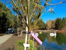 На берегах Лесного озера в Челнах высадили деревья (фото)