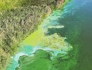 Аномально жаркое лето вызвало бурное размножение сине-зеленых водорослей во многих водоемах Татарстана