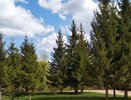 На Студенческом кладбище Челнов пройдет субботник