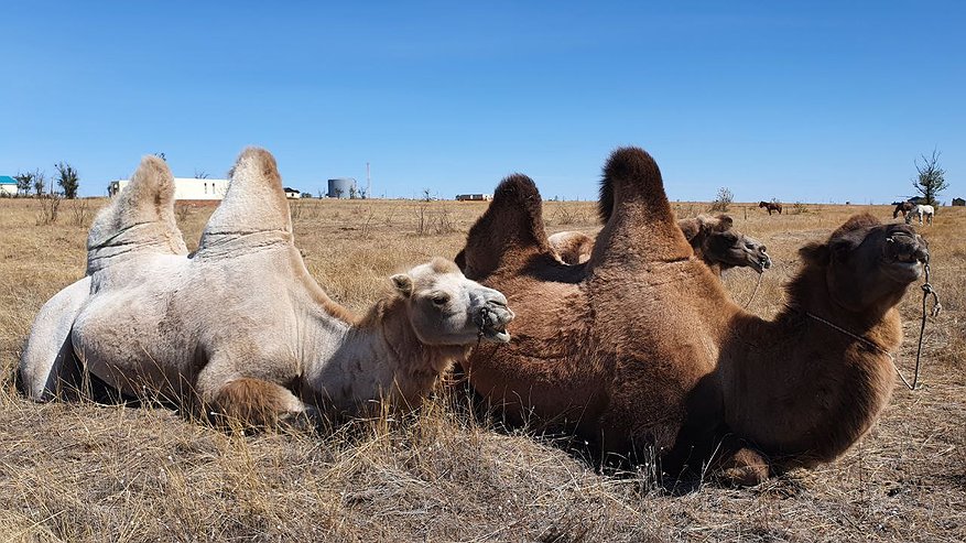 Главная картинка новости: Татарстан наладил экспорт верблюдов