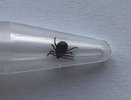Зарегистрирован первый случай укуса клеща в Челнах