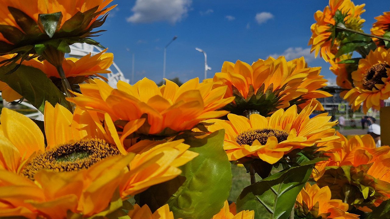 Главная картинка новости: В Челнах началась подготовка к фестивалю цветов (фото)