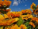 В Челнах началась подготовка к фестивалю цветов (фото)