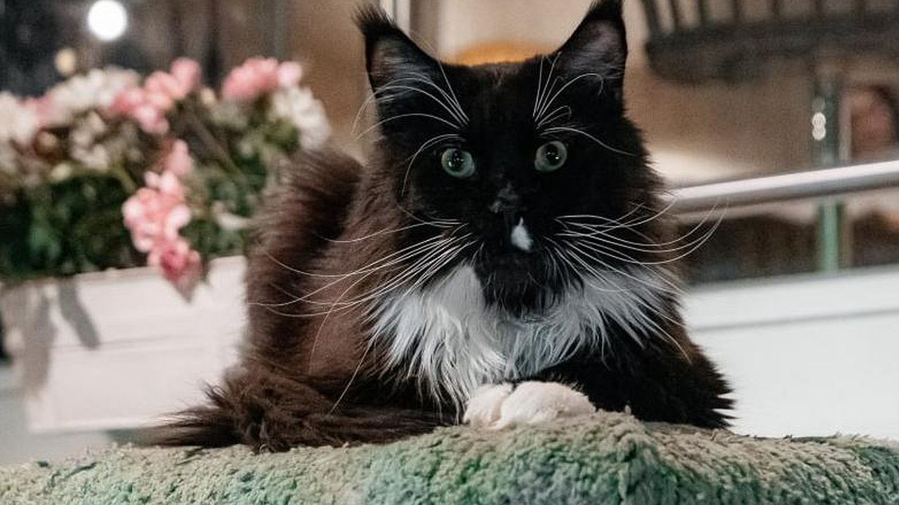 Главная картинка новости: Один день из жизни Сенатора: кафе в Челнах возглавляет мейн-кун