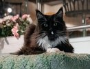 Один день из жизни Сенатора: кафе в Челнах возглавляет мейн-кун