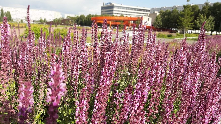 Главная картинка новости: Сегодня жара, в выходные – грозовые дожди и ветер