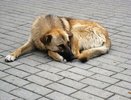 В Татарстане присвоили 250 тыс. рублей, предназначенные на отлов собак