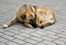 Миниатюра новости: В Татарстане присвоили 250 тыс. рублей, предназначенные на отлов собак