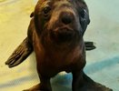 Пополнение: в челнинском дельфинарии родился морской котик