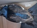 В подъезд дома в Нижнекамске залетел тетерев