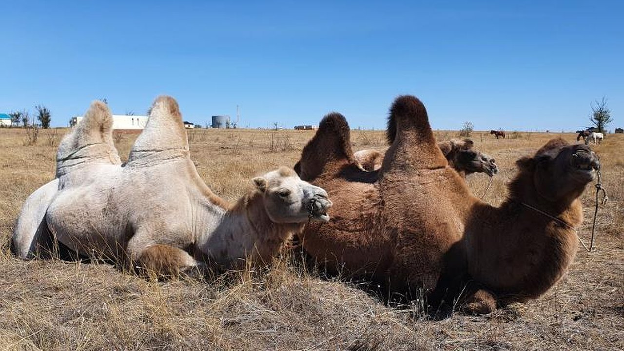 Главная картинка новости: В Татарстане открыли дом престарелых для верблюдов