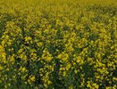 Посевы в Татарстане пострадали от майских морозов 