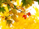 До +28° С: первые дни осени будут жаркими