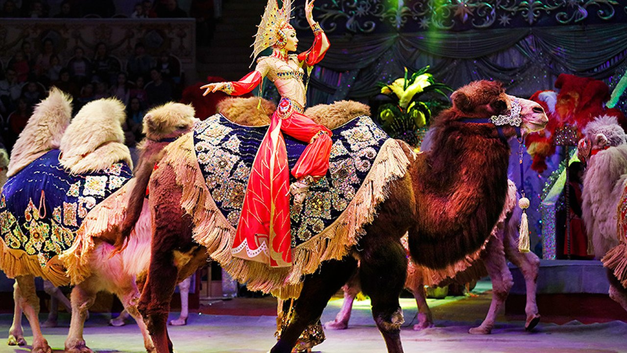 Главная картинка новости: В правительстве хотят запретить дрессировать животное дольше пяти часов в в сутки