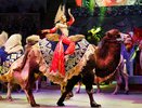 В правительстве хотят запретить дрессировать животное дольше пяти часов в в сутки