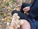 В Челнах лишенная прав так хотела отправиться за грибами, что села за руль