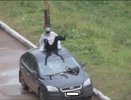 Челнинец попрыгал на крыше чужой иномарки, «помяв» машину на   160 тыс. рублей