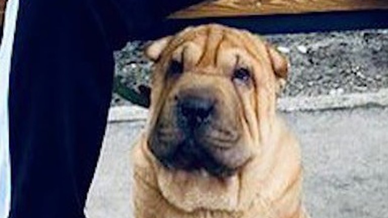 Главная картинка новости: В Челнах экс-супруги судились из-за собаки